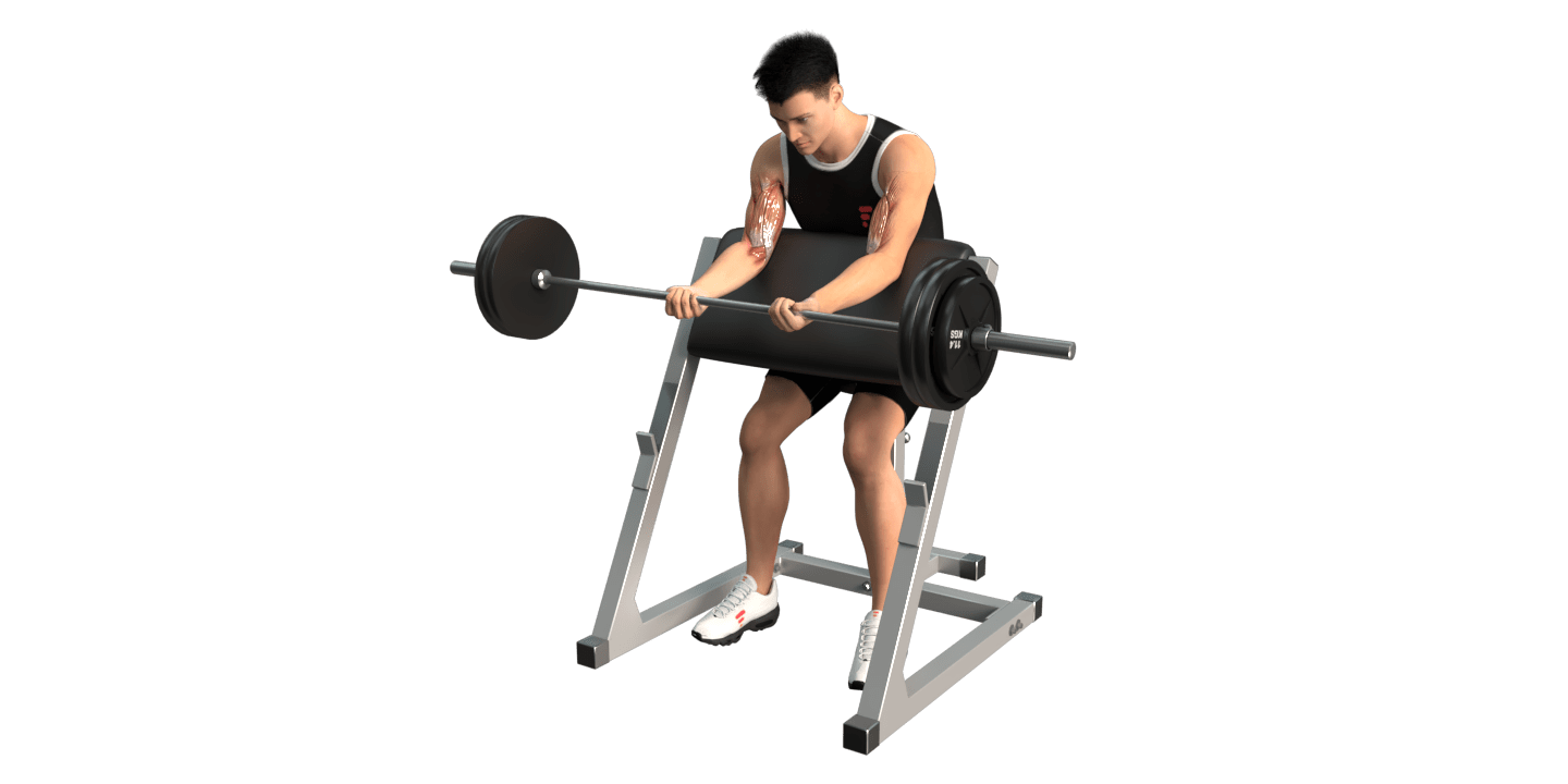 Barbell Preacher Curl