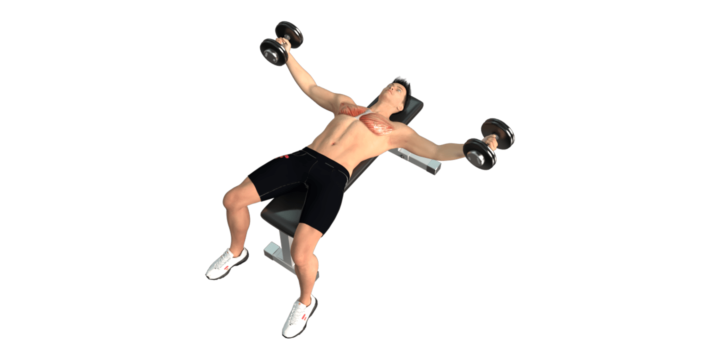 Dumbbell Fly